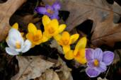 Crocuses and Oak Leaves