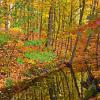 Forest Reflections - Porcupine Mountains