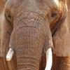 African Elephant