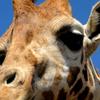 Giraffe Close-Up