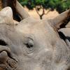 Rhinoceros Close-Up