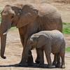 Elephant and Calf