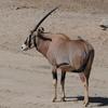 Fringe Eared Oryx