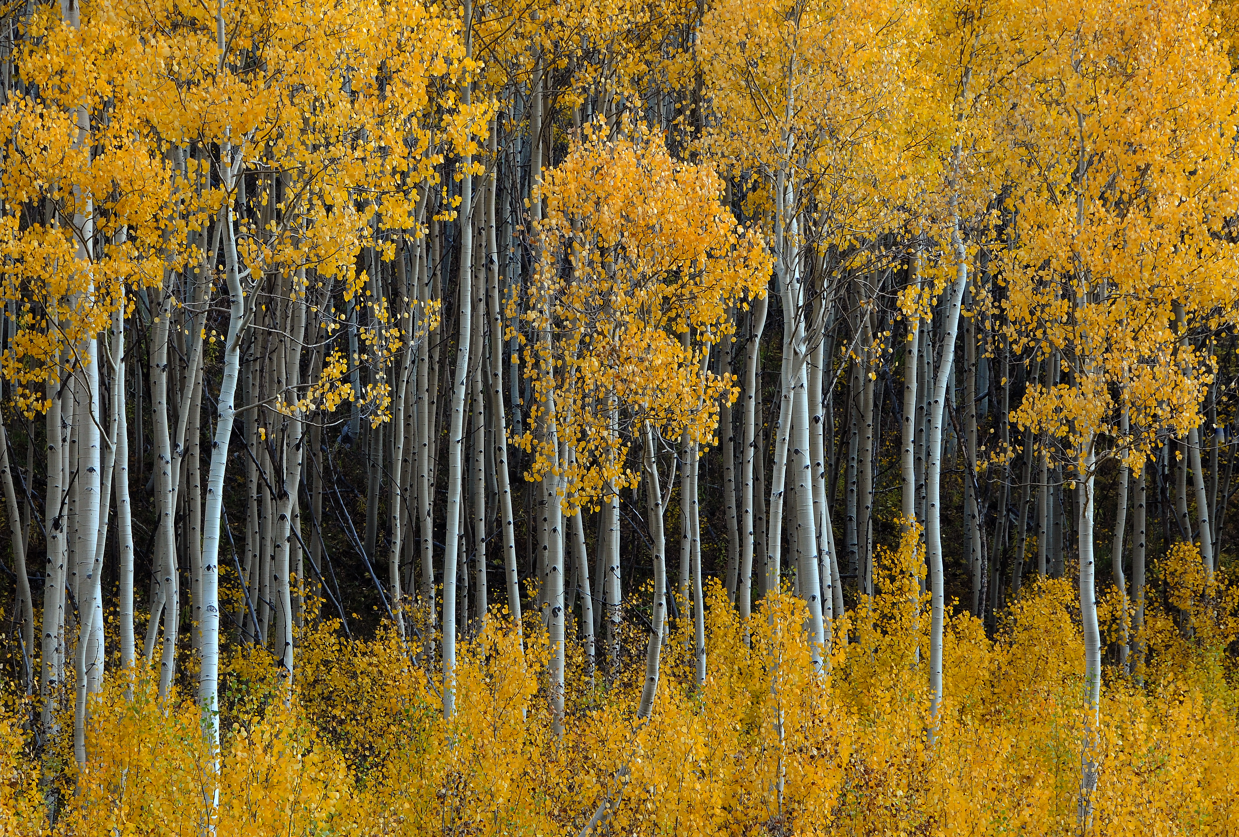 Golden Aspens