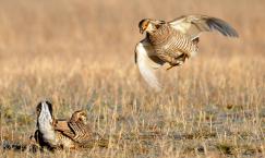 Greater Prairie Chickens