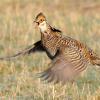 Greater Prairie Chicken Flying