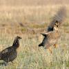 Greater Prairie Chicken Flying