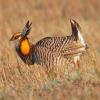 Greater Prairie Chicken Displaying