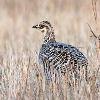 Greater Prairie Chicken Hen