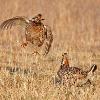 Greater Prairie Chickens Fighting