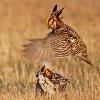Greater Praire Chickens Fighting