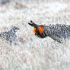 Greater Prairie Chicken Pair