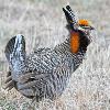 Greater Prairie Chicken 