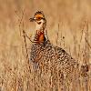 Greater Prairie Chicken