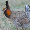 Greater Prairie Chicken