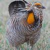 Greater Prairie Chicken