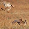 Greater Prairie Chickens Fighting