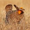 Greater Prairie Chicken