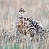 Greater Prairie Chicken Hen
