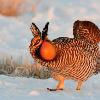Greater Prairie Chicken at Sunrise
