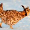 Greater Prairie Chicken - Early Morning Sunlight