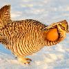 Greater Prairie Chicken in Sunlight