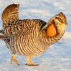 Greater Prairie Chicken Walking