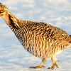 Greater Prairie Chicken