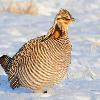 Greater Prairie Chicken in March