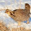 Greater Prairie Chicken