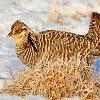 Greater Prairie Chicken