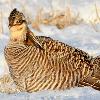 Greater Prairie Chicken 