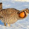 Greater Prairie Chicken Displayng in March
