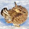 Greater Prairie  Chicken Grooming