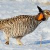 Greater Prairie Chicken