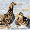 Greater Prairie Chickens