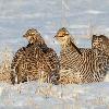 Greater Prairie Chickens