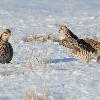 Greater Prairie Chickens