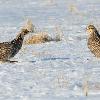 Greater Prairie Chickens