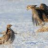Greater Prairie Chickens Fighting