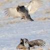 Greater Prairie Chickens Fighting