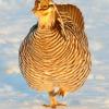 Greater Prairie Chicken in Early Sunlight