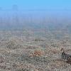 Foggy Morning on the Booming Ground
