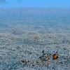 Foggy Morning on the Booming Ground - Buena Vista Grasslands