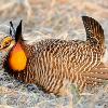 Greater Prairie Chicken