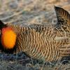 Greater Prairie Chicken