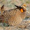 Greater Prairie Chicken