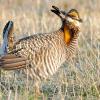 Greater Prairie Chicken