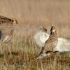 Greater Prairie Chickens Fighting