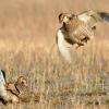 Greater Prairie Chickens Fighting